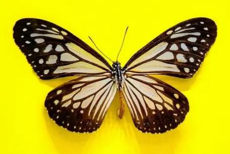 黑绢斑蝶 Parantica melaneus