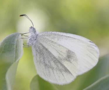 莫氏小粉蝶 Leptidea morsei