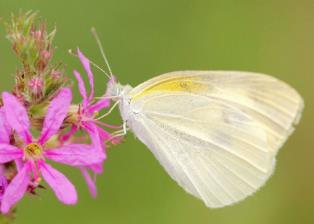 日本纹白蝶 Pieris rapae