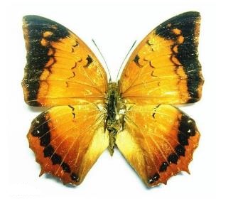 亚力螯蛱蝶 charaxes aristogiton