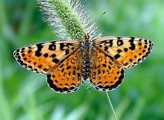 斑网蛱蝶 Melitaea didymoides