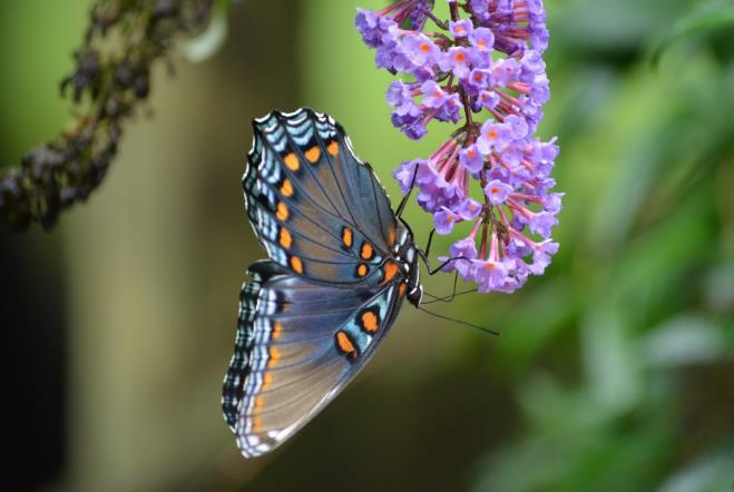 紫色花上的彩色蝴蝶