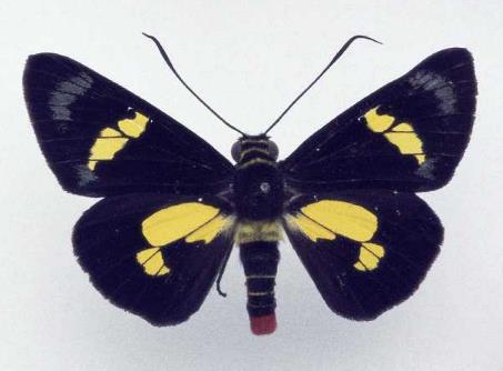 黄斑黑弄蝶 Regent Skipper