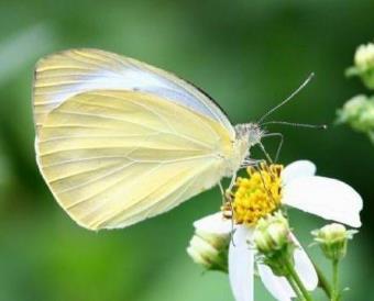 飞龙粉蝶 Talbotia naganum