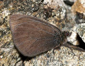 黑翅红眼蝶 Erebia magdalena