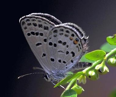 小玄灰蝶 Tongeia minima