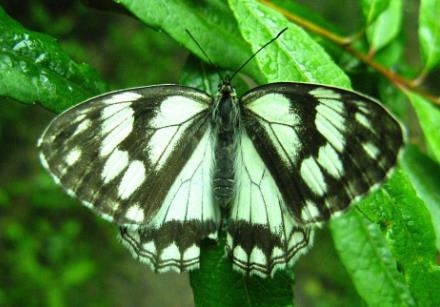 甘藏白眼蝶 Melanargia ganymedes