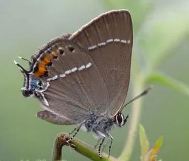 刺痣洒灰蝶 Satyrium spini