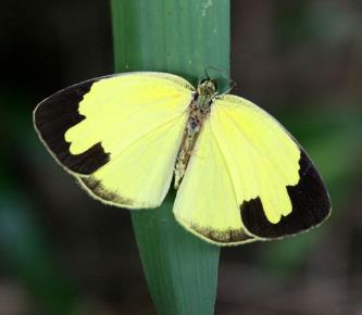 宽边黄粉蝶 Eurema hecabe