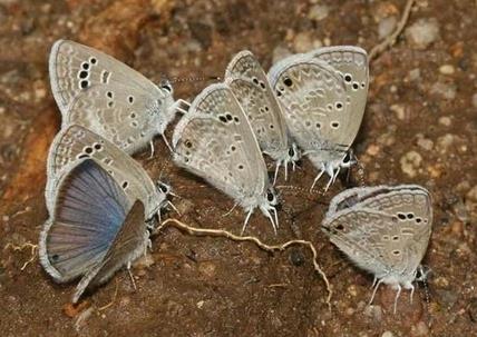 黑点琉璃小灰蝶 Hemiargus isola