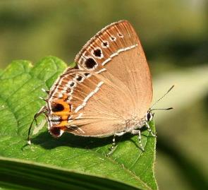 大洒灰蝶 Satyrium grande