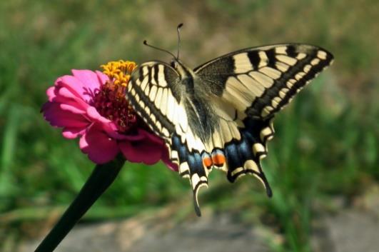 停歇在菊花上的燕尾蝶