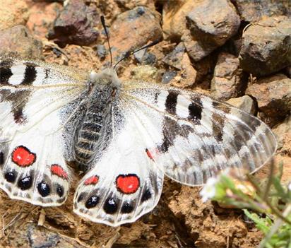 姹瞳绢蝶 Parnassius charltonius