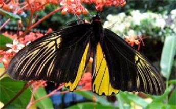 锡默卢岛鸟翼裳凤蝶 Troides amphrysus simeuluensis