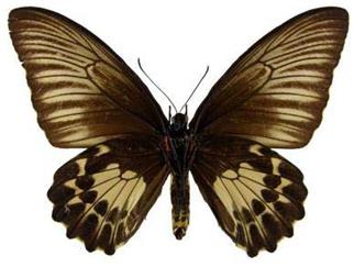 巴布亚长斑裳凤蝶 Troides oblongomaculatus asartia