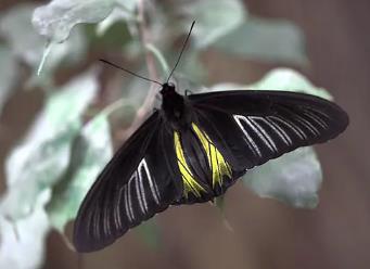 长斑裳凤蝶 Troides oblongomaculatus