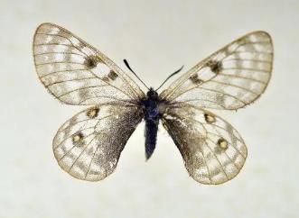 西猴绢蝶 Parnassius simo