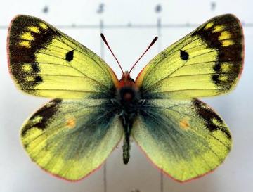 山豆粉蝶 Colias montium