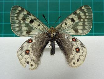 蓝精灵绢蝶纳木错亚种 Parnassius acdestis fujitai