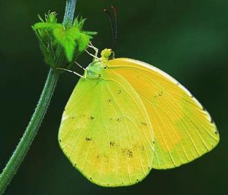 北黎豆粉蝶 Colias viluiensis