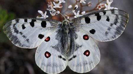 夏梦绢蝶 Parnassius jacquemontii