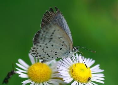 小粉蝶 Leptidea sinapis