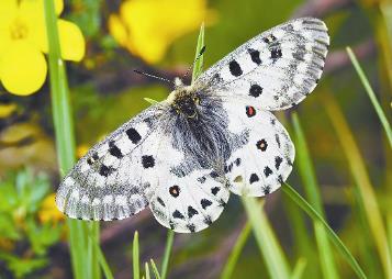 依帕绢蝶 Parnassius epaphus