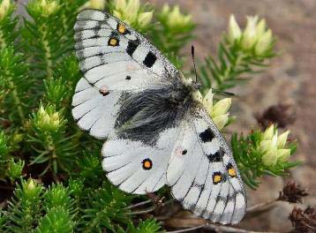 孔雀绢蝶 Parnassius loxias