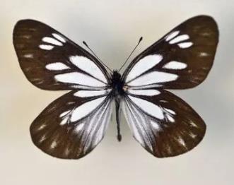 三黄绢粉蝶 Aporia larraldei