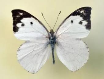 兰西尖粉蝶 Catophaga lalassis