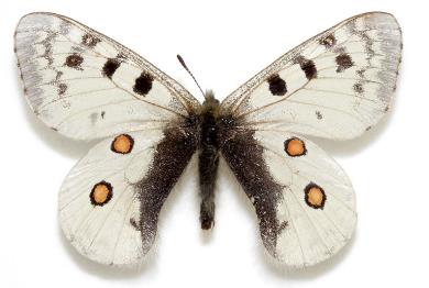 福布绢蝶 Parnassius phoebus