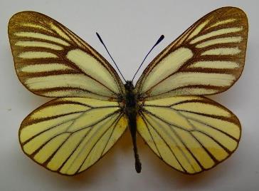 暗色绢粉蝶 Aporia bieti