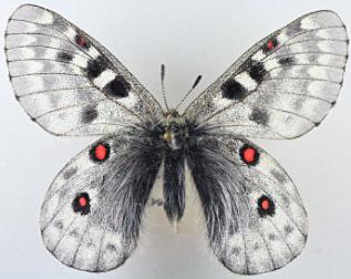 中亚丽绢蝶 Parnassius actius