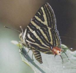 久保洒灰蝶 Satyrium kuboi