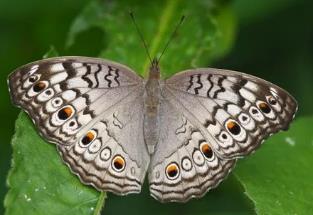 波纹眼蛱蝶 Junonia atlites