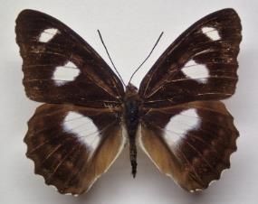 白斑俳蛱蝶 Parasarpa albomaculata