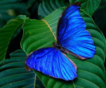 新特闪蝶 Morpho centralis