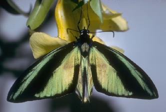 丝尾鸟翼凤蝶 Ornithoptera paradisea