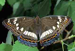 红线蛱蝶 Limenitis populi