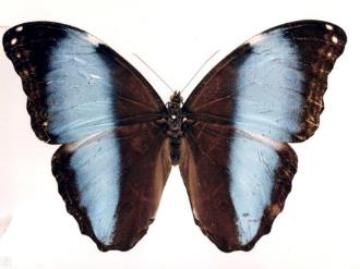 梦幻闪蝶秘鲁亚种 Morpho deidamia pyrrhus