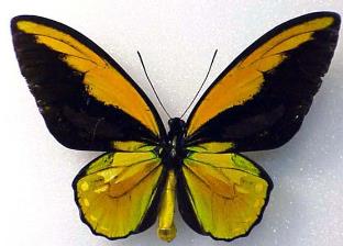 赫利俄斯红鸟翼凤蝶 Ornithoptera croesus helios