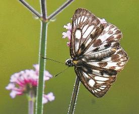 黑脉白弄蝶 Abraximorpha heringi