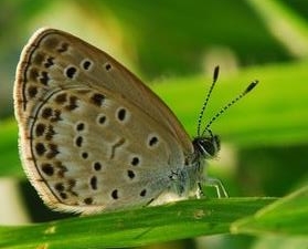 多眼灰蝶 Polyommatus eros