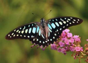 银钩青凤蝶 Graphium eurypylus