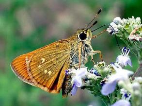 小赭弄蝶 Ochlodes venata