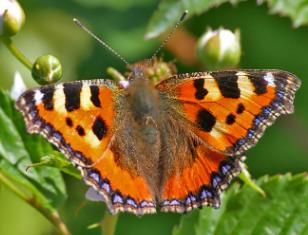 荨麻蛱蝶 Aglais urticae