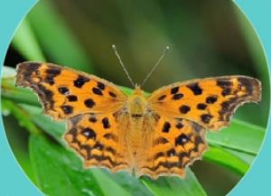 黄网蛱蝶 Melitaea lutko