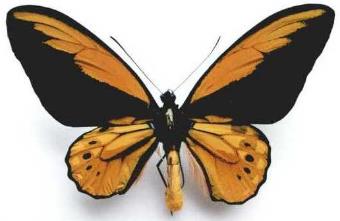 红鸟翼凤蝶指名亚种 Ornithoptera croesus croesus