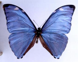 优哉闪蝶 Morpho eugenia