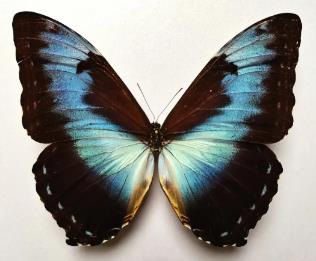 月神闪蝶指名亚种 Morpho cisseis cisseis